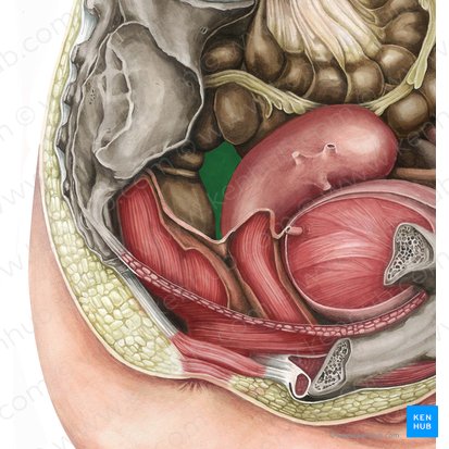 Rectouterine pouch (Excavatio rectouterina); Image: Irina Münstermann