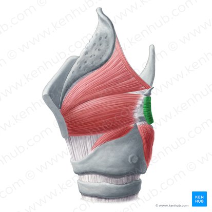 Músculo aritenoideo transverso (Musculus arytenoideus transversus); Imagen: Yousun Koh