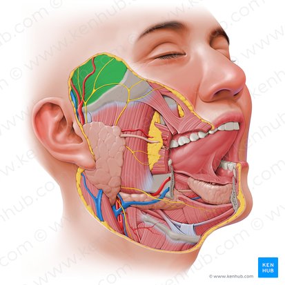 Temporalis muscle (Musculus temporalis); Image: Paul Kim