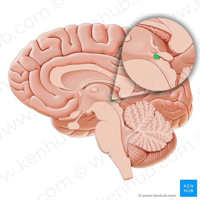 Posterior commissure (Commissura posterior); Image: Paul Kim