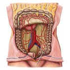 Arterien des Dickdarms