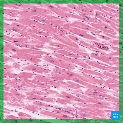 Cardiac muscle (Textus muscularis cardiacus); Image: 