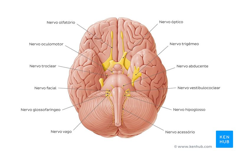 Nervos cranianos