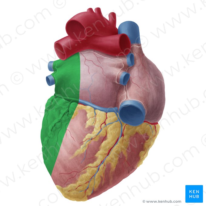 Cara pulmonar izquierda del corazón (Facies sinistra cordis); Imagen: Yousun Koh