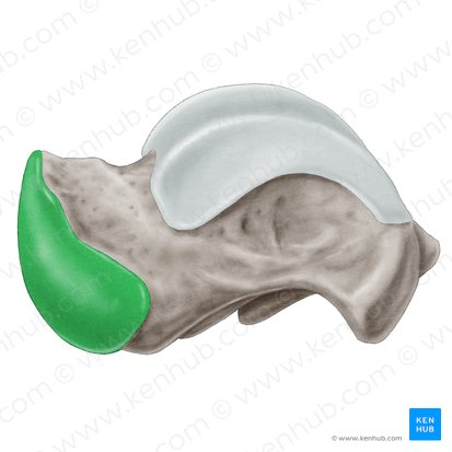 Navicular articular surface of talus (Facies articularis navicularis ossis tali); Image: Samantha Zimmerman