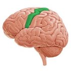 Gyrus precentralis