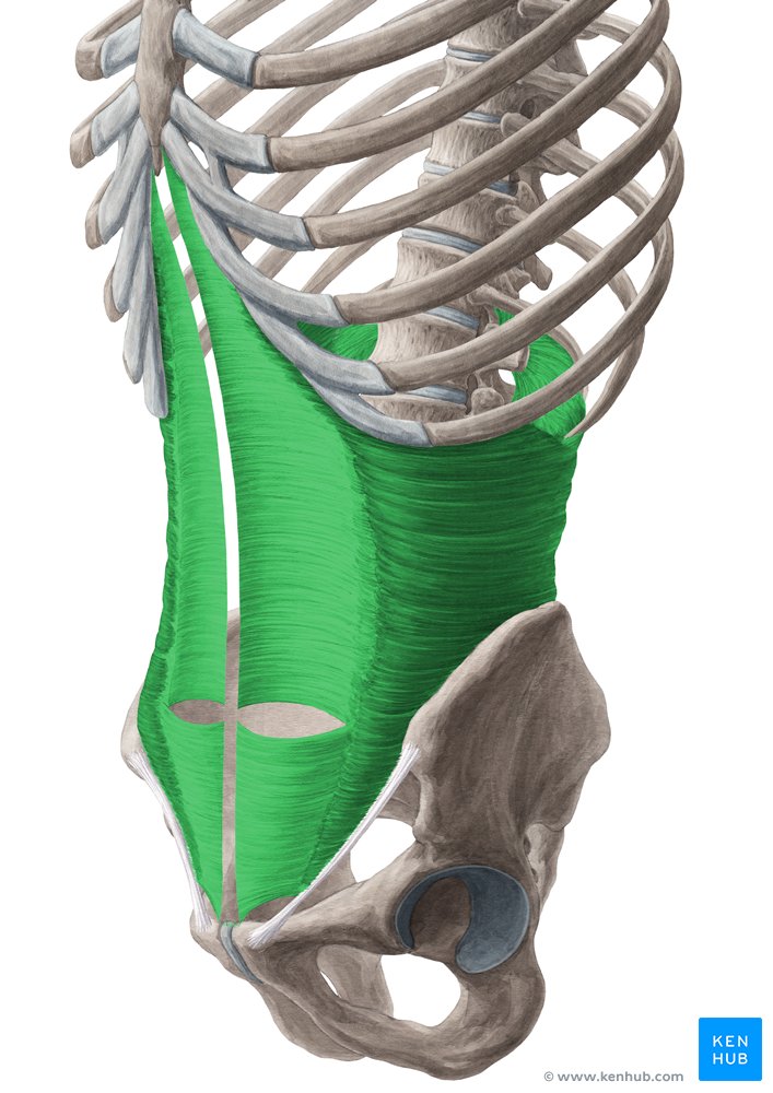 Transversus abdominis muscle