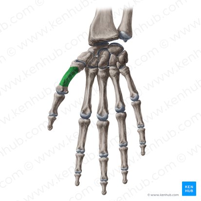 Corpo do 1.º metacarpal (Corpus ossis metacarpi 1); Imagem: Yousun Koh