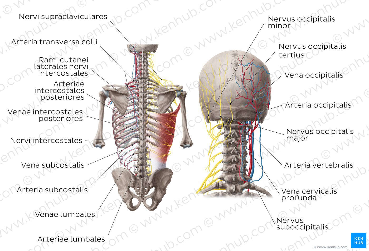 Nervus suboccipitalis Anatomie, Verlauf und Funktion Kenhub