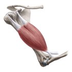 Biceps brachii muscle