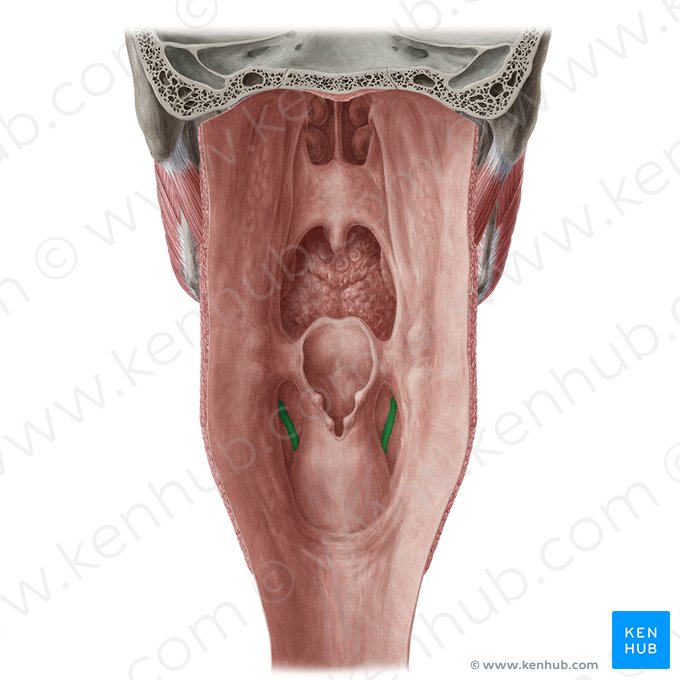 Plica nervi laryngei superioris (Falte des oberen Kehlkopfnervs); Bild: Yousun Koh