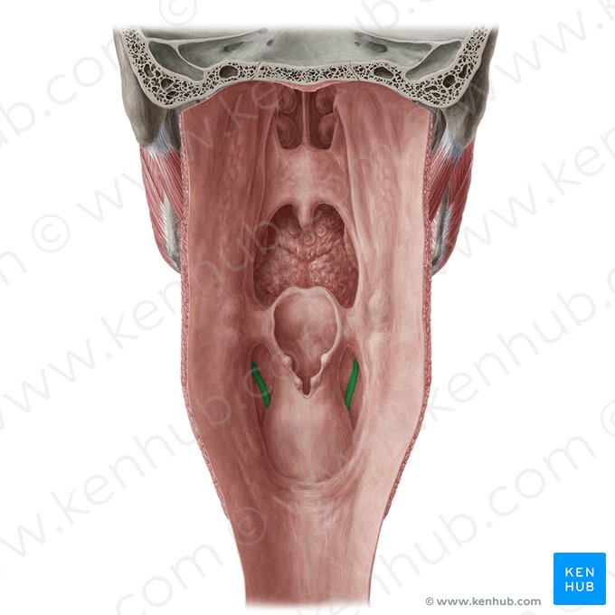 Prega do nervo laríngeo superior (Plica nervi laryngei superioris); Imagem: Yousun Koh