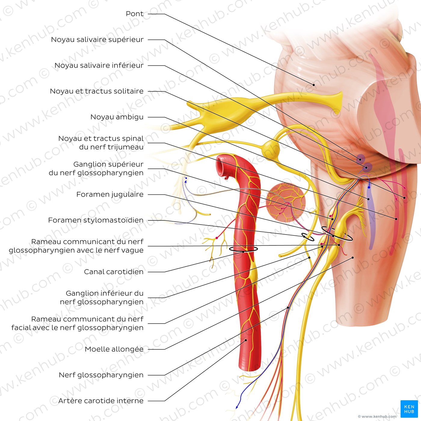 Glossopharyngeal nerve (origin and proximal branches)