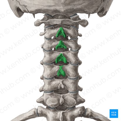 Spinous processes of vertebrae C2-C5 (Processus spinosi vertebrarum C2-C5); Image: Yousun Koh