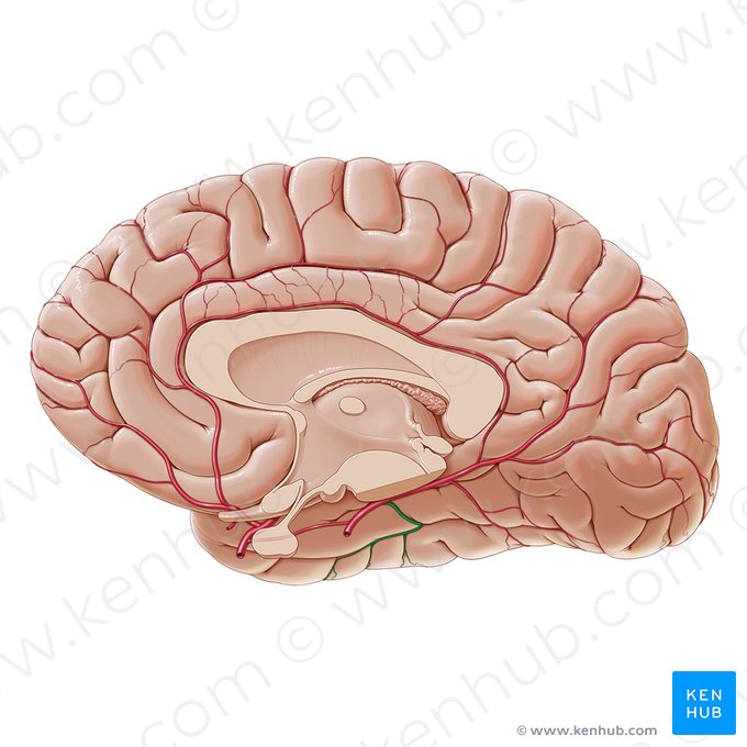 Arteria temporal anterior inferior (Arteria temporalis inferior anterior); Imagen: Paul Kim