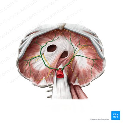 Arteria frénica inferior (Arteria phrenica inferior); Imagen: Paul Kim