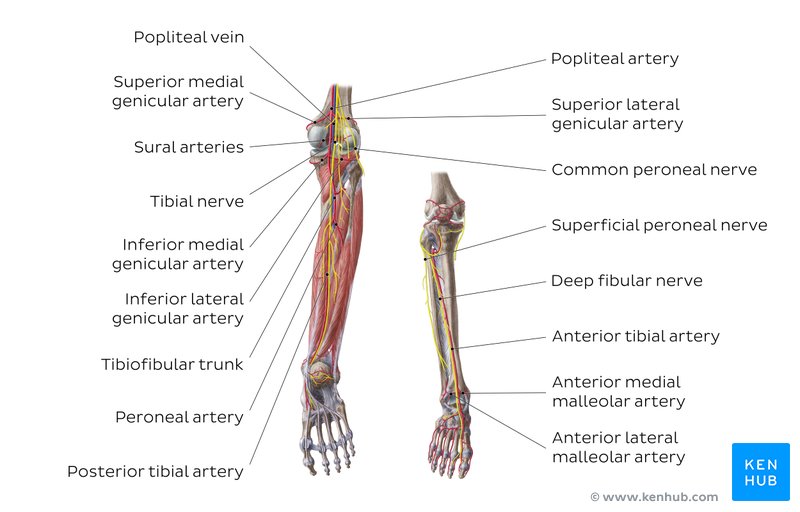 Arteries and nerves of the knee and leg (anterior and posterior views)