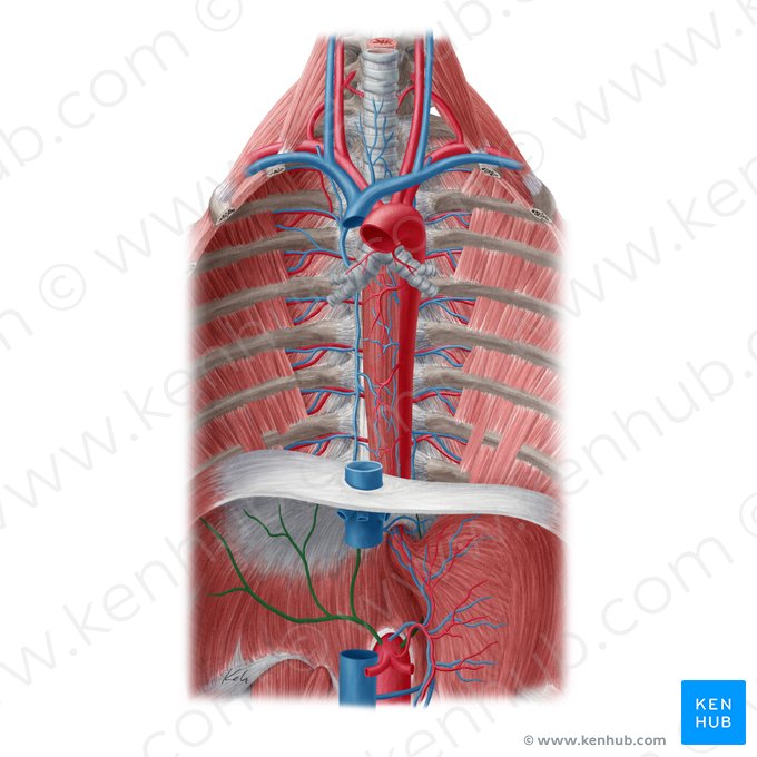 Artéria frênica inferior (Arteria phrenica inferior); Imagem: Yousun Koh