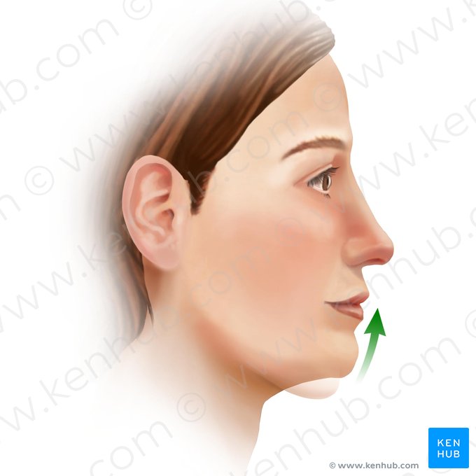 Elevación de la mandíbula (Elevatio mandibulae); Imagen: Paul Kim
