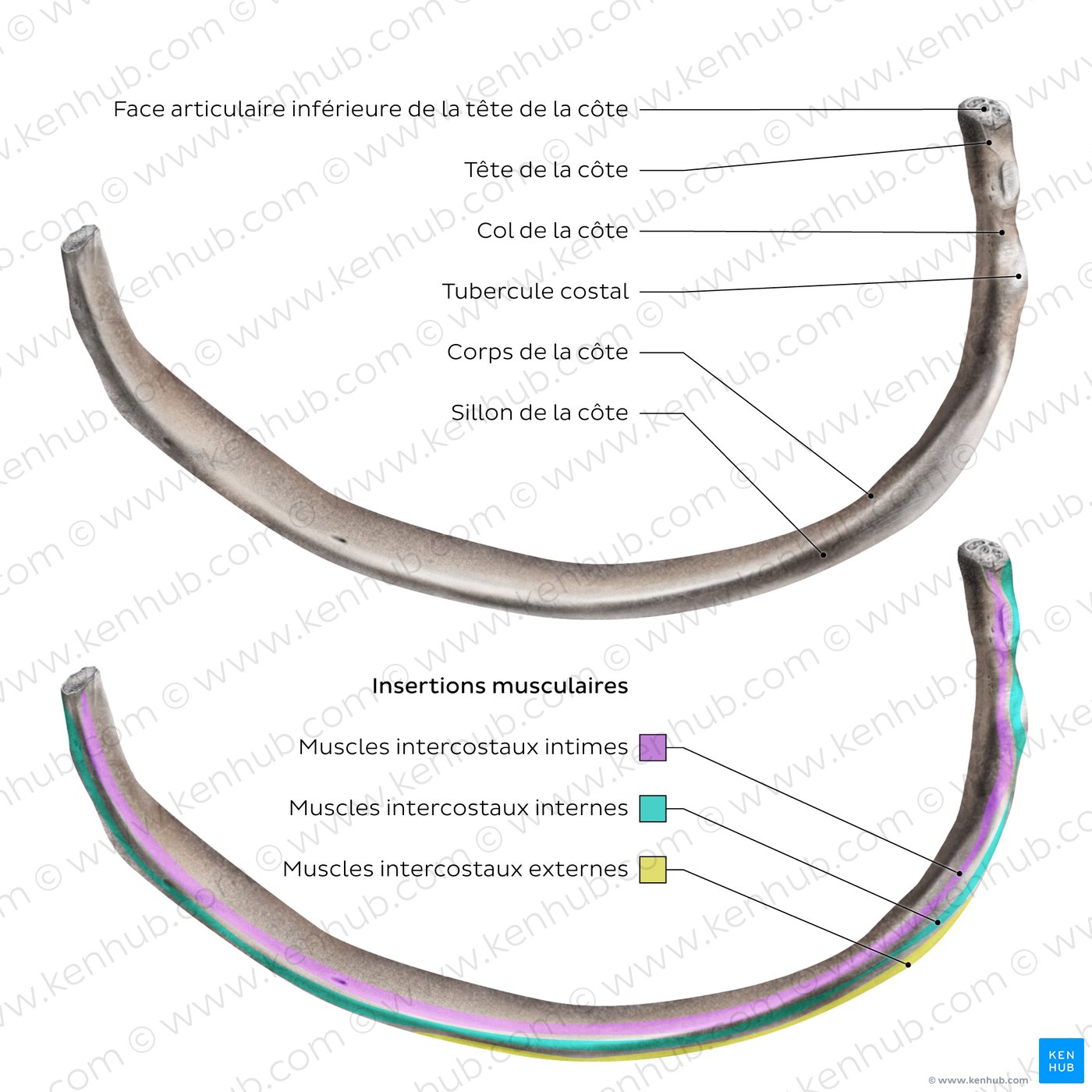 Typical rib (inferior view)