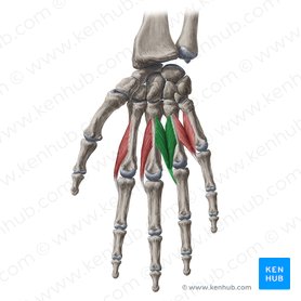 3rd lumbrical muscle of hand (Musculus lumbricalis 3 manus); Image: Yousun Koh