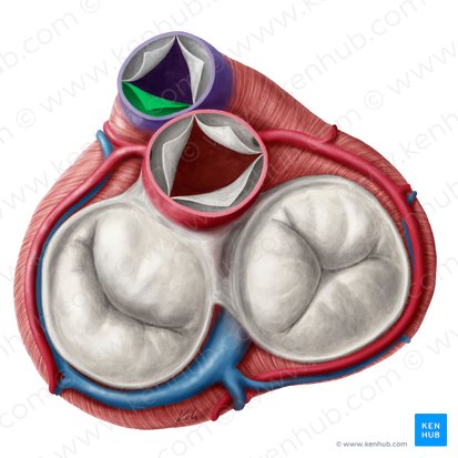 Left semilunar leaflet of pulmonary valve (Valvula semilunaris sinistra valvae trunci pulmonalis); Image: Yousun Koh