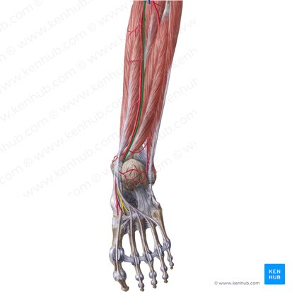 Nervio tibial (Nervus tibialis); Imagen: Liene Znotina