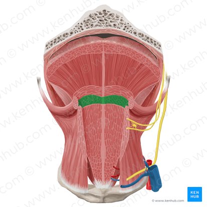 Musculus longitudinalis inferior linguae (Unterer Längsmuskel der Zunge); Bild: Begoña Rodriguez