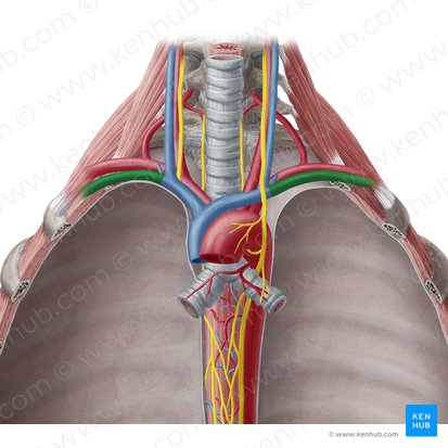 Vena subclavia; Imagen: Yousun Koh