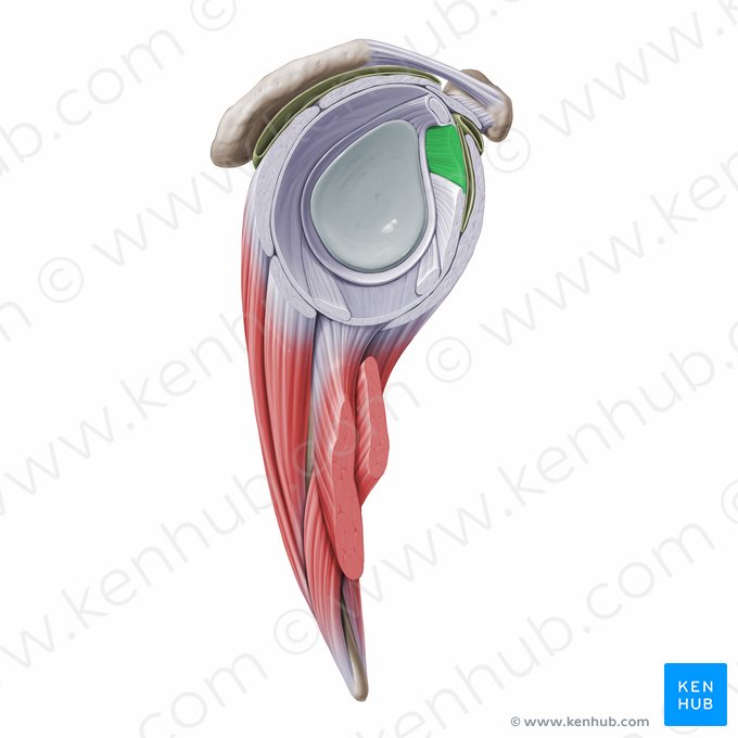 Ligamento glenohumeral superior (Ligamentum glenohumerale superius); Imagen: Paul Kim