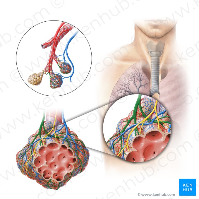 Arteríola pulmonar (Arteriola pulmonalis); Imagem: Paul Kim