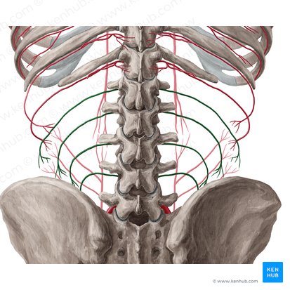 Lumbar arteries (Arteriae lumbales); Image: Yousun Koh