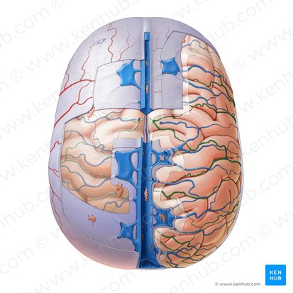 Ramas de las arterias cerebrales (Rami arteriarum cerebrorum); Imagen: Paul Kim