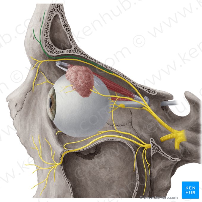 Nervo supraorbital (Nervus supraorbitalis); Imagem: Yousun Koh