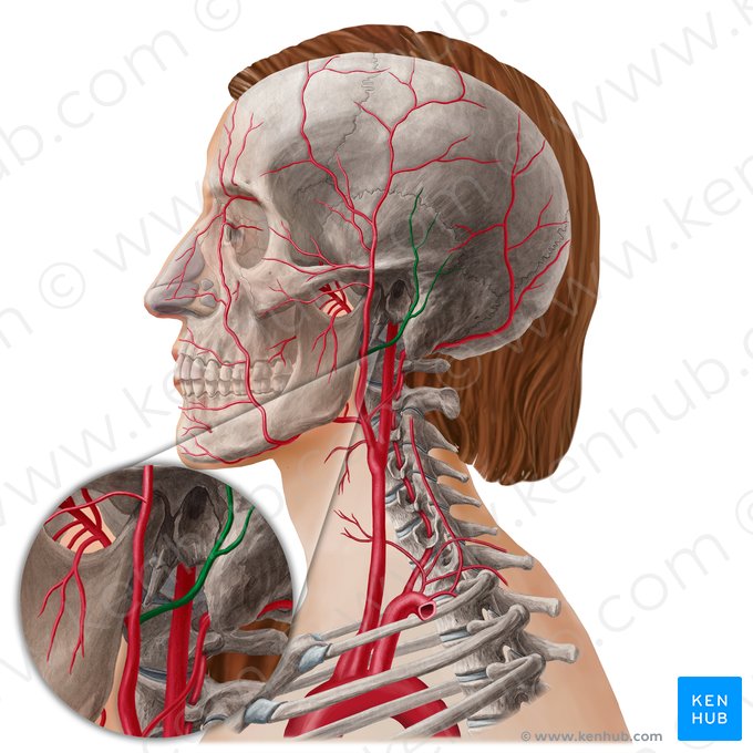 Artéria auricular posterior (Arteria auricularis posterior); Imagem: Yousun Koh