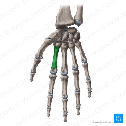 Corpo do 2.º metacarpal (Corpus ossis metacarpi 2); Imagem: Yousun Koh