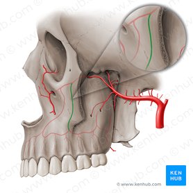 Artéria alveolar superior média (Arteria alveolaris superior media); Imagem: Paul Kim