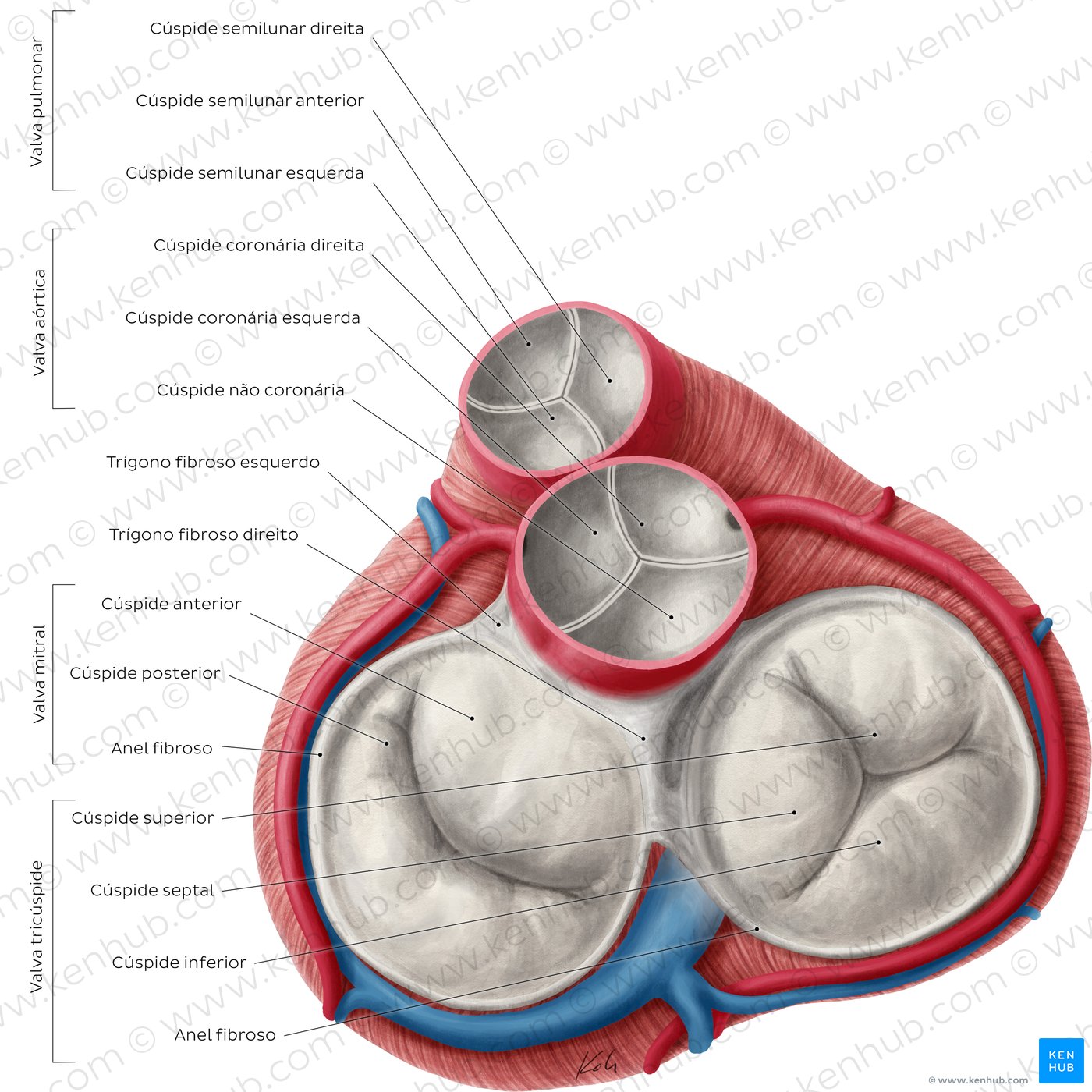 Válvulas cardíacas - vista cranial