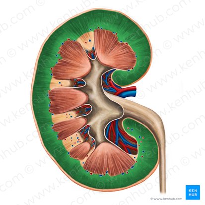 Corteza renal (Cortex renis); Imagen: Irina Münstermann