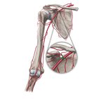 Thoracoacromial artery