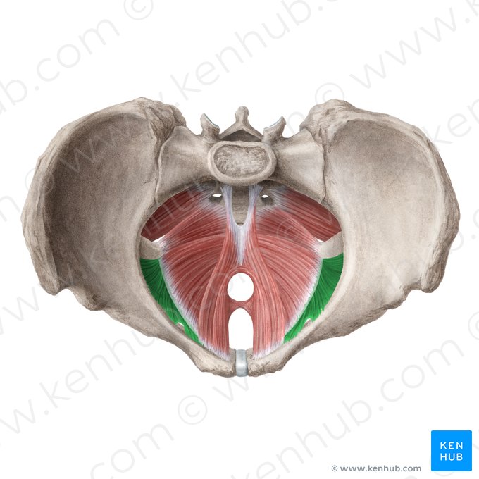 Músculo obturador interno (Musculus obturatorius internus); Imagem: Liene Znotina