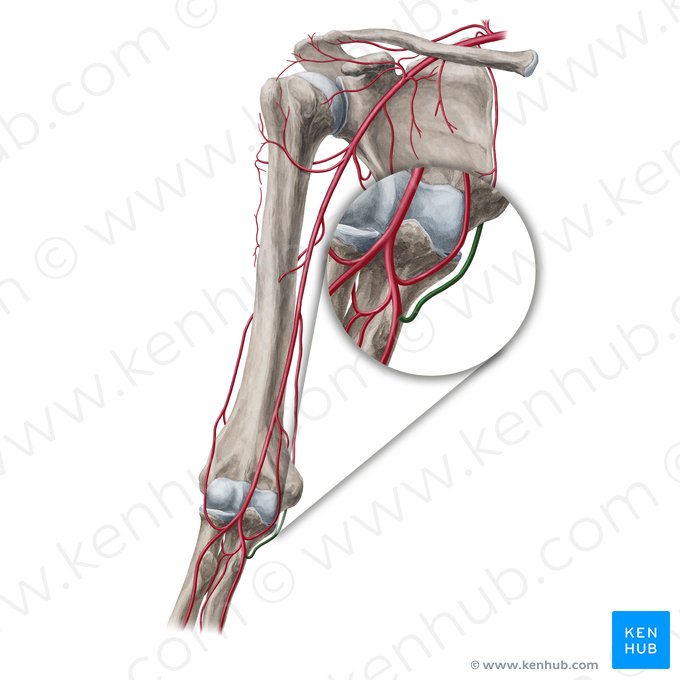 Artéria recorrente ulnar posterior (Arteria recurrens ulnaris posterior); Imagem: Yousun Koh