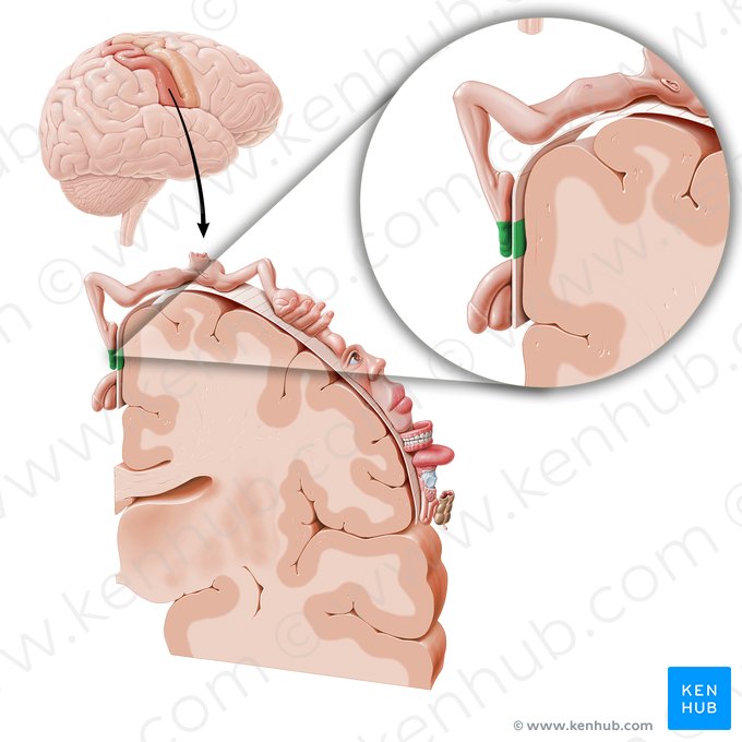 Corteza sensitiva de los dedos del pie (Cortex sensorius digitorum pedis); Imagen: Paul Kim