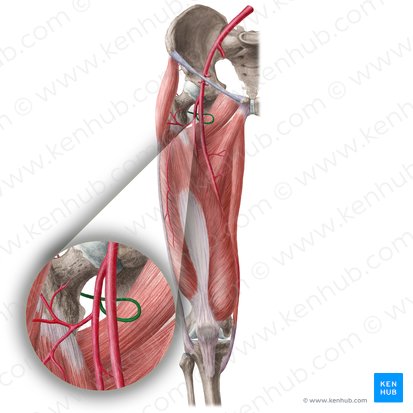 Artéria circunflexa femoral medial (Arteria circumflexa medialis femoris); Imagem: Liene Znotina