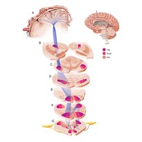 Pathways of the nervous system