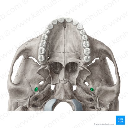 Foramen spinosum; Image: Yousun Koh
