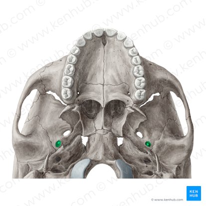 Foramen espinoso del hueso esfenoides (Foramen spinosum); Imagen: Yousun Koh