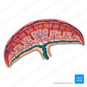 Umbilical cord: Anatomical structure and function | Kenhub