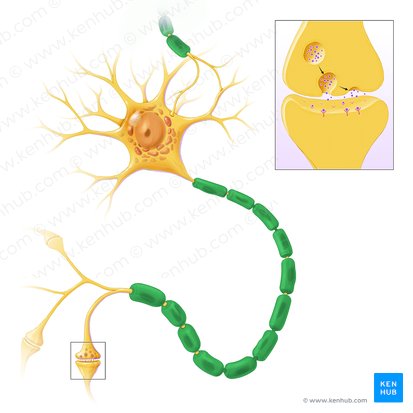 Vaina de mielina (Stratum myelini); Imagen: Paul Kim