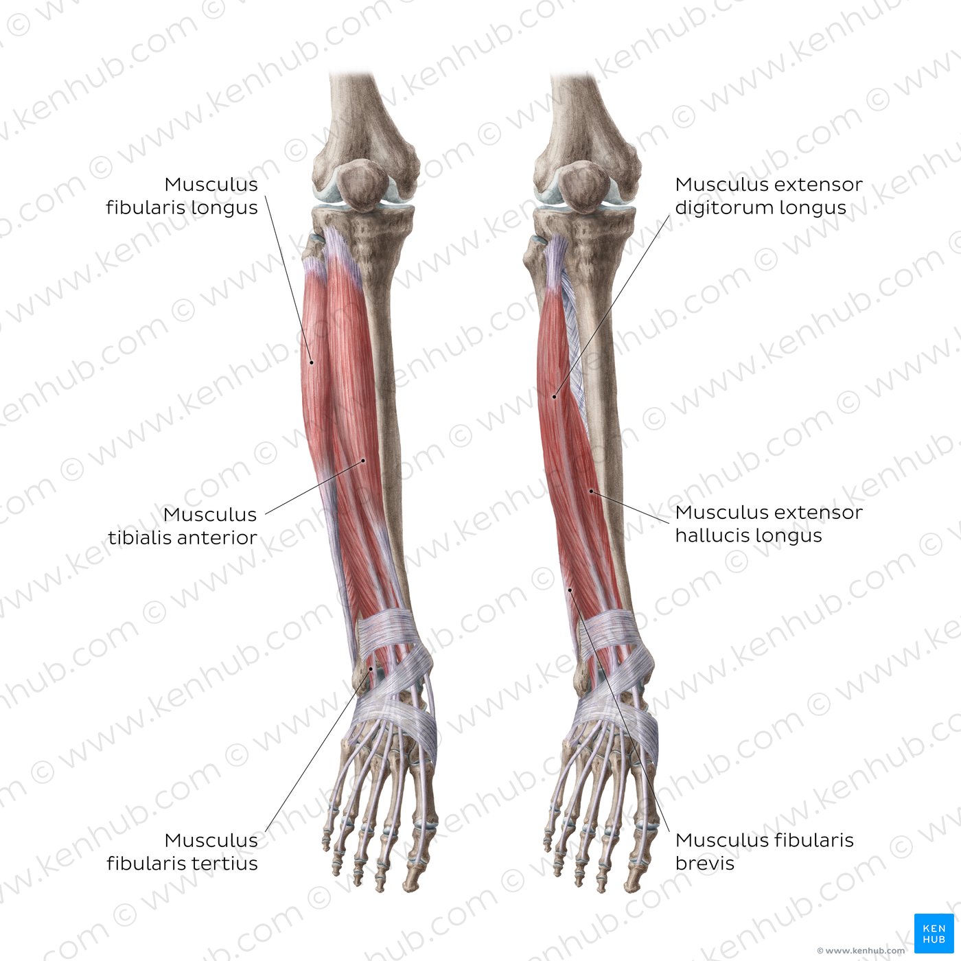 Anatomie: Untere Extremitäten: Oberschenkel: Knochen - AnkiWeb